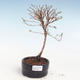 Venkovní bonsai-Mochna křovitá - Potentila Jolina žlutá VB2020-344 - 1/2