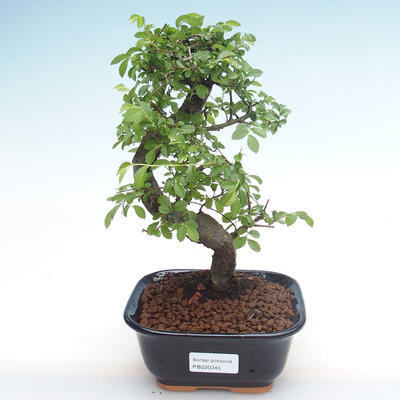 Pokojová bonsai - Ulmus parvifolia - Malolistý jilm PB220345 - 1
