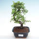 Pokojová bonsai - Ulmus parvifolia - Malolistý jilm PB220345 - 1/3