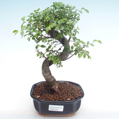 Pokojová bonsai - Ulmus parvifolia - Malolistý jilm PB220346 - 1