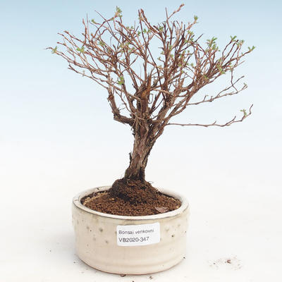 Venkovní bonsai-Mochna křovitá - Potentila Jolina žlutá VB2020-347 - 1