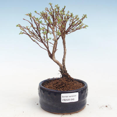 Venkovní bonsai-Mochna křovitá - Potentila Jolina žlutá VB2020-348 - 1