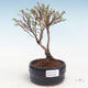 Venkovní bonsai-Mochna křovitá - Potentila Jolina žlutá VB2020-348 - 1/2