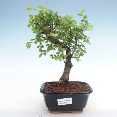 Pokojová bonsai - Ulmus parvifolia - Malolistý jilm PB220349 - 1