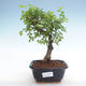 Pokojová bonsai - Ulmus parvifolia - Malolistý jilm PB220349 - 1/3