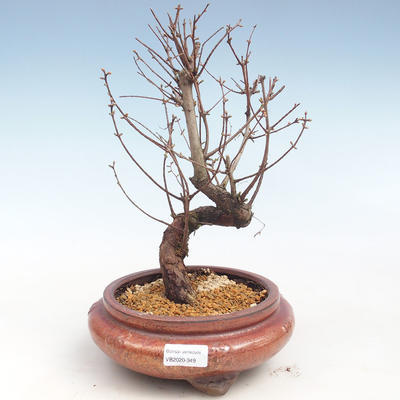 Venkovní bonsai - Metasequoia glyptostroboides - Metasekvoje čínská VB2020-349 - 1