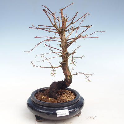 Venkovní bonsai - Metasequoia glyptostroboides - Metasekvoje čínská VB2020-352 - 1