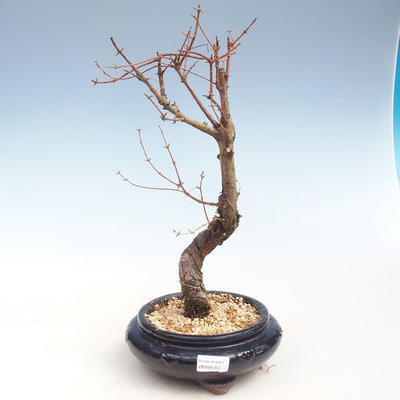 Venkovní bonsai - Metasequoia glyptostroboides - Metasekvoje čínská VB2020-353 - 1