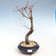 Venkovní bonsai - Metasequoia glyptostroboides - Metasekvoje čínská VB2020-353 - 1/2
