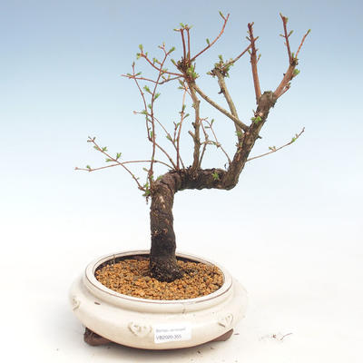 Venkovní bonsai - Metasequoia glyptostroboides - Metasekvoje čínská VB2020-355 - 1