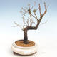 Venkovní bonsai - Metasequoia glyptostroboides - Metasekvoje čínská VB2020-355 - 1/2