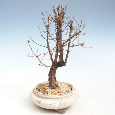 Venkovní bonsai - Metasequoia glyptostroboides - Metasekvoje čínská VB2020-358 - 1