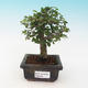 Pokojová bonsai - Ulmus Parvifolia - Malolistý jilm - 1/3