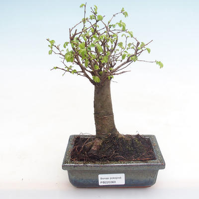 Pokojová bonsai-Ulmus Parvifolia-Malolistý jilm PB220360