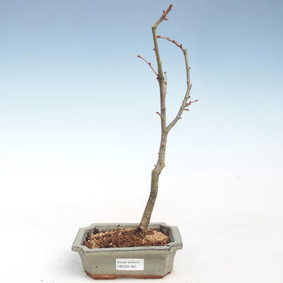 Venkovní bonsai - Lípa srdčitá - Tilia cordata VB2020-363