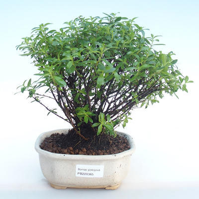 Pokojová bonsai - Cuphea - Japonská myrta PB220365