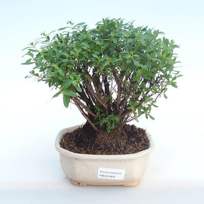 Pokojová bonsai - Cuphea - Japonská myrta PB220369