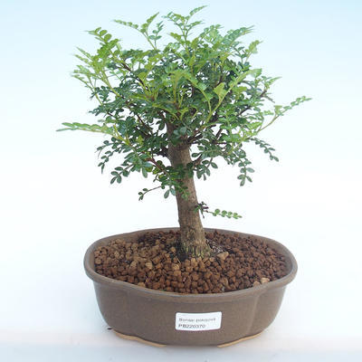 Pokojová bonsai - Zantoxylum piperitum - Pepřovník PB220370 - 1