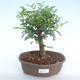 Pokojová bonsai - Zantoxylum piperitum - Pepřovník PB220370 - 1/4