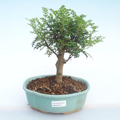 Pokojová bonsai - Zantoxylum piperitum - Pepřovník PB220373 - 1