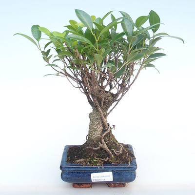 Pokojová bonsai - Ficus retusa -  malolistý fíkus PB220376 - 1