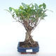 Pokojová bonsai - Ficus retusa -  malolistý fíkus PB220376 - 1/2