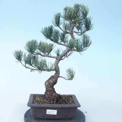 Pinus parviflora - borovice drobnokvětá VB2020-137 - 1
