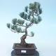 Pinus parviflora - borovice drobnokvětá VB2020-137 - 1/3