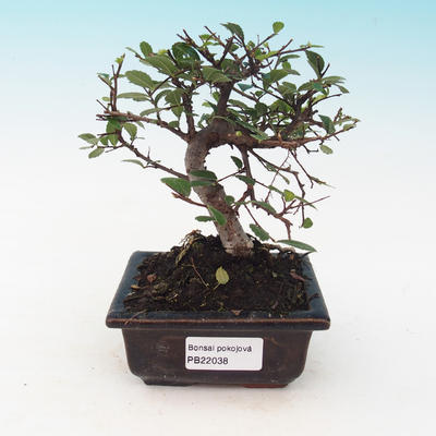 Pokojová bonsai - Ulmus Parvifolia - Malolistý jilm - 1