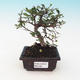 Pokojová bonsai - Ulmus Parvifolia - Malolistý jilm - 1/3