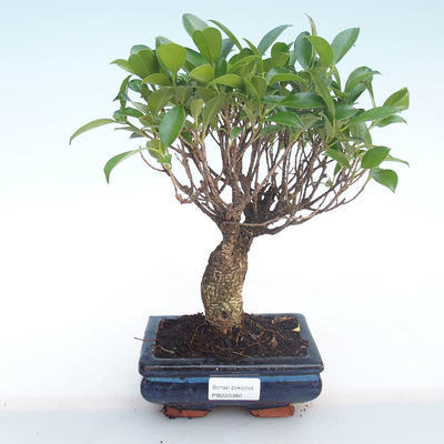 Pokojová bonsai - Ficus retusa -  malolistý fíkus PB220380 - 1