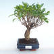 Pokojová bonsai - Ficus retusa -  malolistý fíkus PB220380 - 1/2