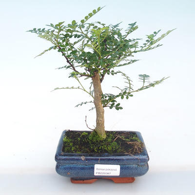 Pokojová bonsai - Zantoxylum piperitum - Pepřovník PB220387 - 1