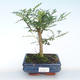 Pokojová bonsai - Zantoxylum piperitum - Pepřovník PB220387 - 1/4