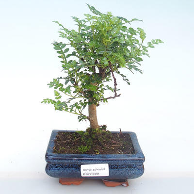 Pokojová bonsai - Zantoxylum piperitum - Pepřovník PB220388 - 1