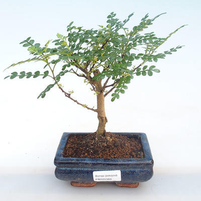 Pokojová bonsai - Zantoxylum piperitum - Pepřovník PB220389 - 1
