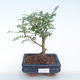 Pokojová bonsai - Zantoxylum piperitum - Pepřovník PB220390 - 1/4