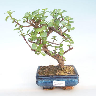 Pokojová bonsai - Portulakaria Afra - Tlustice PB220398 - 1