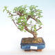 Pokojová bonsai - Portulakaria Afra - Tlustice PB220398 - 1/2