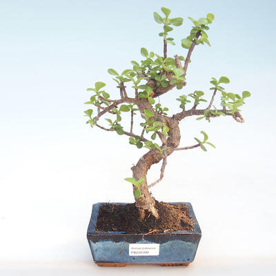 Pokojová bonsai - Portulakaria Afra - Tlustice PB220399 - 1
