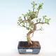 Pokojová bonsai - Portulakaria Afra - Tlustice PB220399 - 1/2