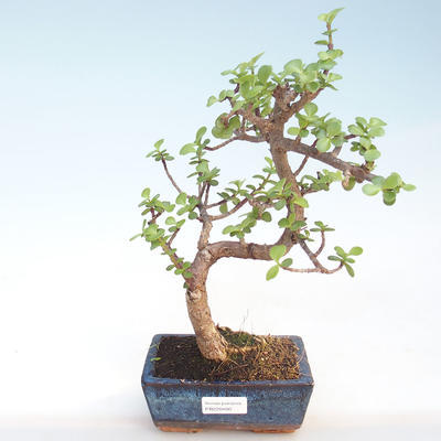 Pokojová bonsai - Portulakaria Afra - Tlustice PB220400 - 1