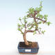 Pokojová bonsai - Portulakaria Afra - Tlustice PB220400 - 1/2
