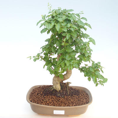 Pokojová bonsai -Ligustrum chinensis - Ptačí zob PB220405 - 1
