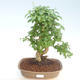 Pokojová bonsai -Ligustrum chinensis - Ptačí zob PB220405 - 1/3