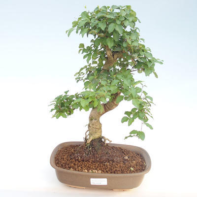 Pokojová bonsai -Ligustrum chinensis - Ptačí zob PB220406 - 1