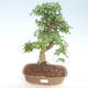 Pokojová bonsai -Ligustrum chinensis - Ptačí zob PB220406 - 1/3