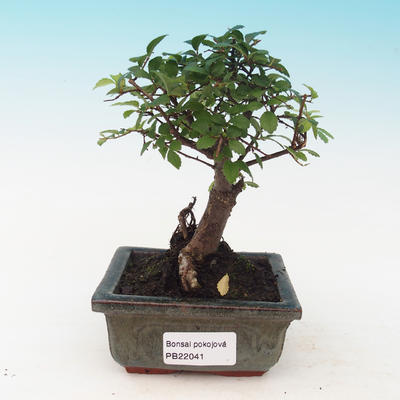 Pokojová bonsai - Ulmus Parvifolia - Malolistý jilm - 1