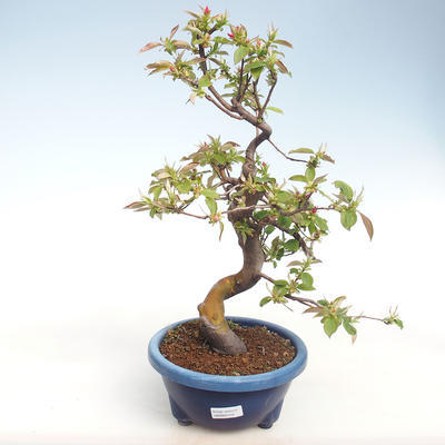 Venkovní bonsai -  Pseudocydonia sinensis - Kdouloň čínská VB2020-415 - 1