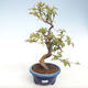 Venkovní bonsai -  Pseudocydonia sinensis - Kdouloň čínská VB2020-415 - 1/2